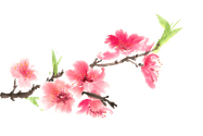 MBT tết